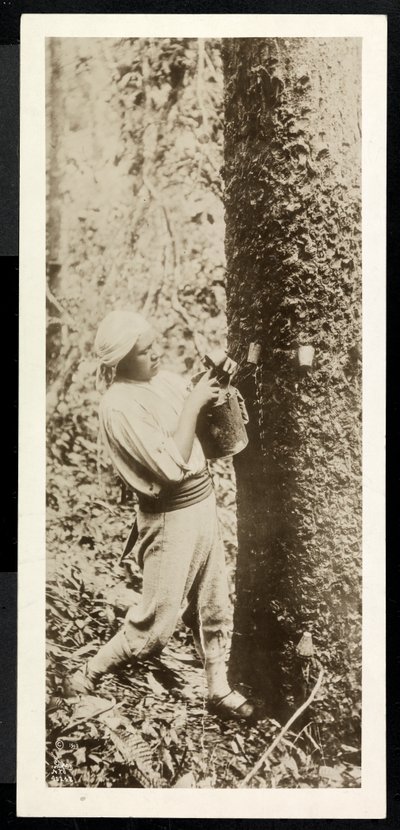 Vista de un hombre recolectando caucho de un árbol de caucho, presumiblemente en Panamá durante la construcción del canal, 1913 de Byron Company